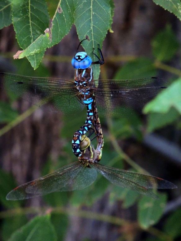 dscn8823p-odeloveblue-eyeddarners-pambarnhart2016-dragonflies